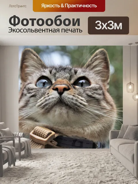 Фотообои Cat's eyes