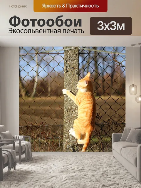 Фотообои Кот