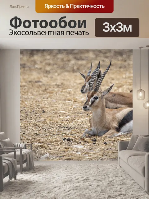 Фотообои Животное