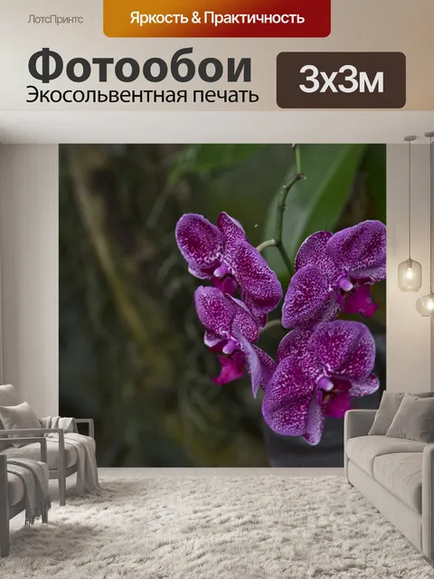 Фотообои Фаленопсис Фиолетовый Орхидея