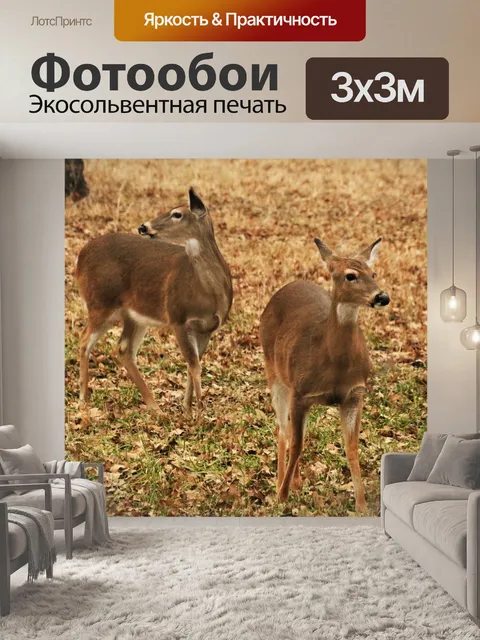 Фотообои Два Белохвостых оленя крупным планом