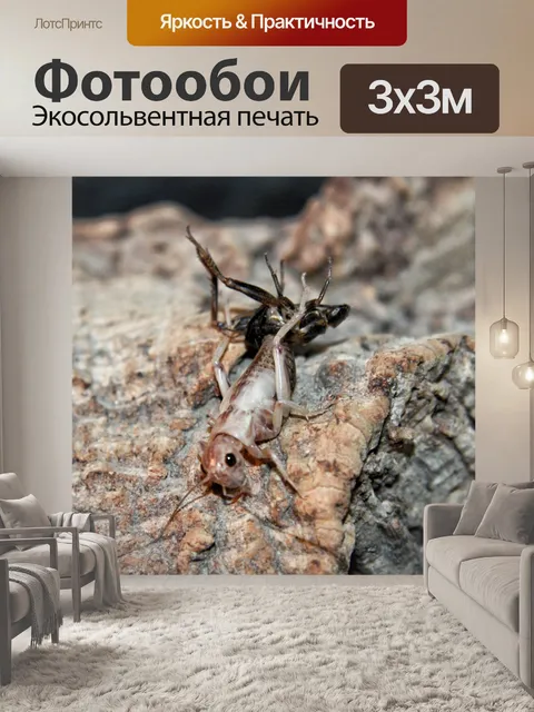 Фотообои Крикет шкуры