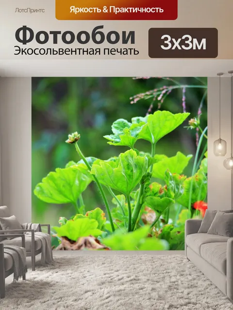 Фотообои полупрозрачные листья герани