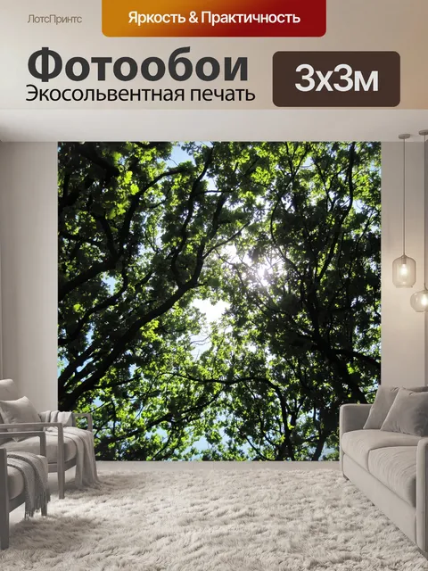Фотообои Солнце сквозь верхушки деревьев