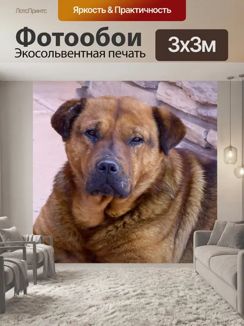 Фотообои Старая Красная Собака