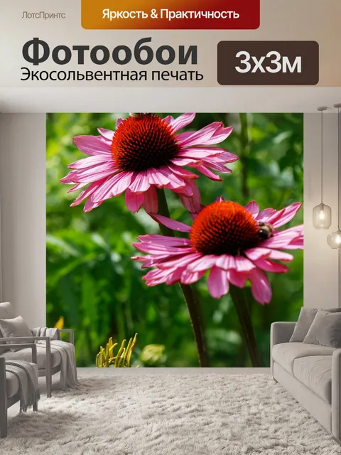 Фотообои Конфлауэр, эхинацеи