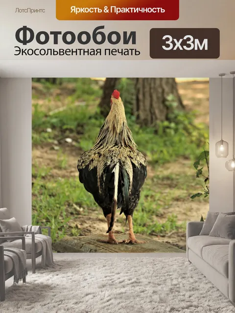 Фотообои Вид сзади петуха