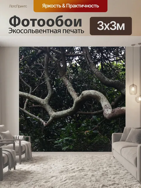 Фотообои ветка в густом субтропическом лесу