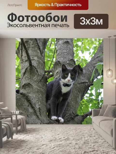 Фотообои Кошка