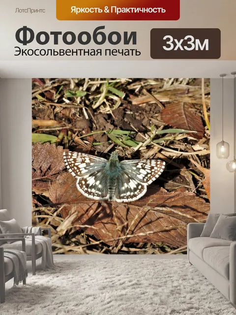Фотообои Клетчатый шкипер Бабочка осенью