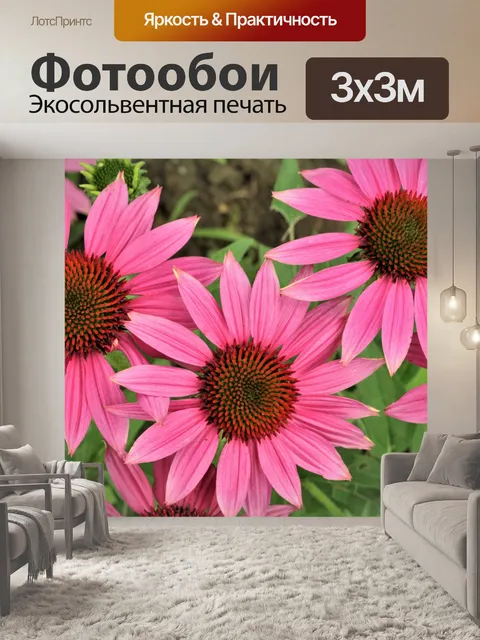 Фотообои Вид сверху три розовых coneflowers