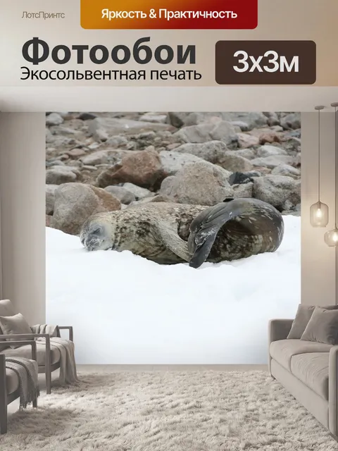 Фотообои Тюлень