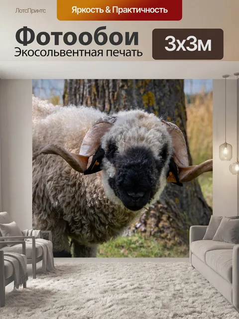 Фотообои Овцы вале черноносые