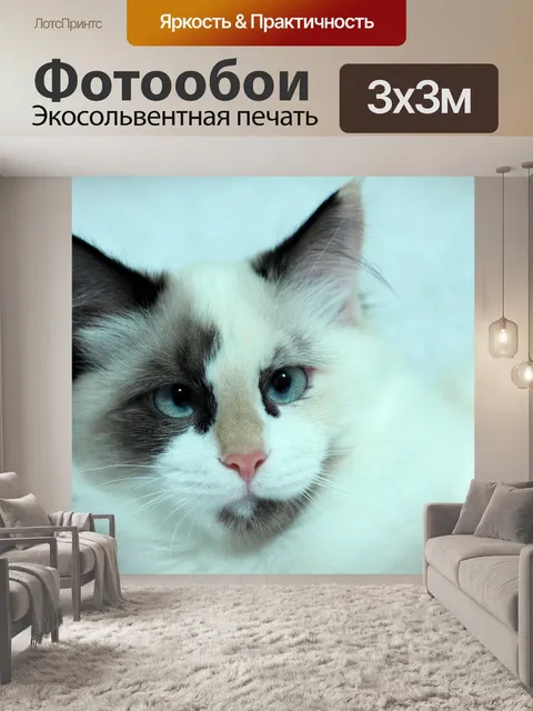 Фотообои Пушистый кот