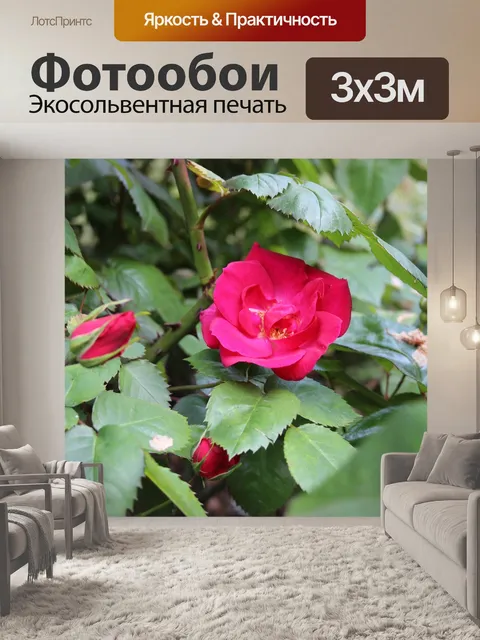 Фотообои Розы