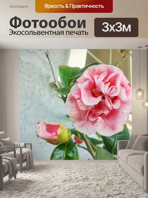 Фотообои Гвоздики