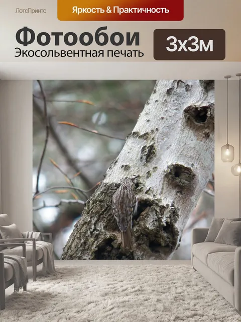 Фотообои Дятел