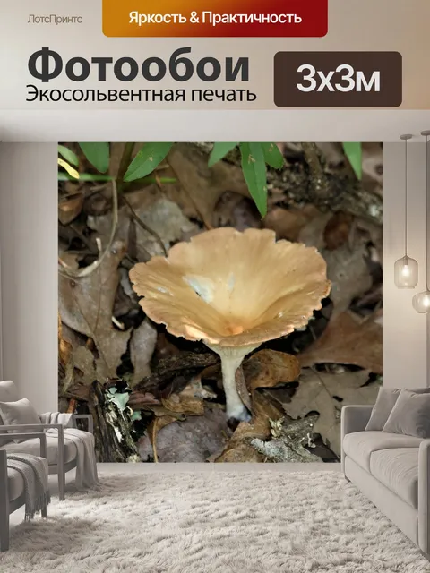 Фотообои Гриб-воронка в листьях