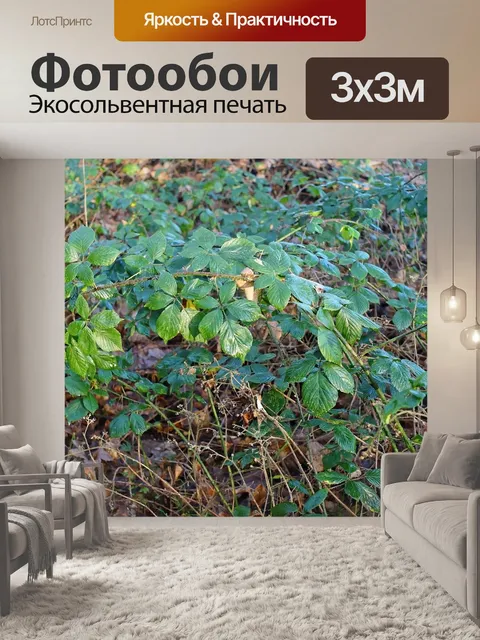 Фотообои Лес