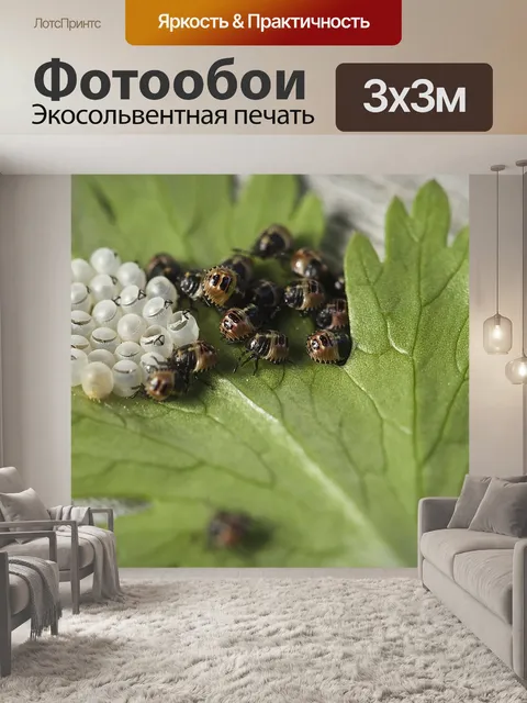 Фотообои Ошибка