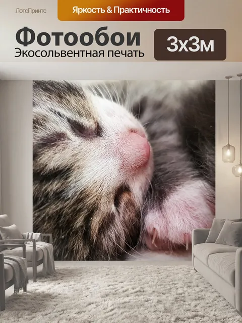 Фотообои Спящий котенок