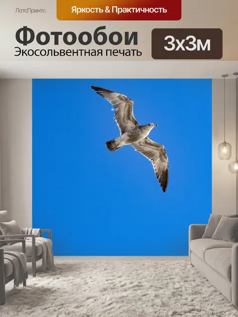 Фотообои Парящая чайка