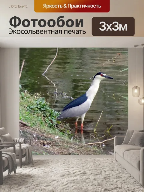 Фотообои Ночная цапля с черной короной
