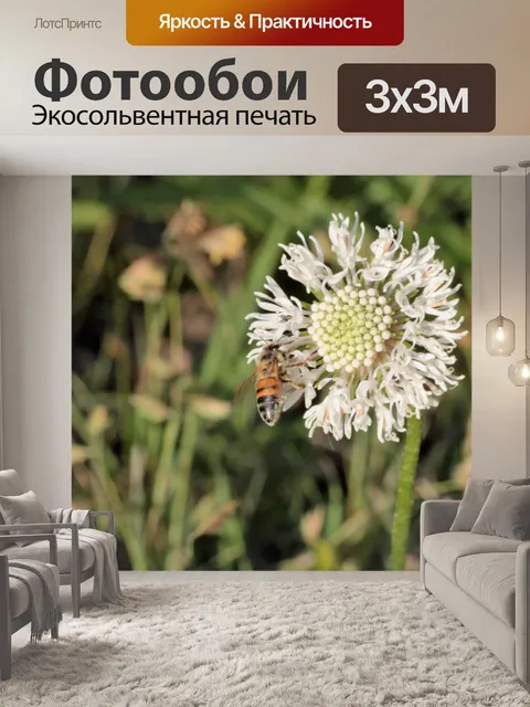 Фотообои Медовая пчела на белом поле
