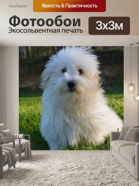 Фотообои Coton de Tulear белая женская собака