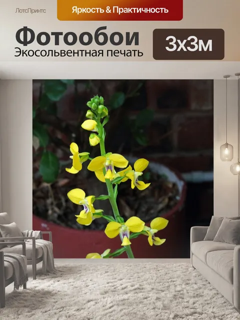 Фотообои цветущая желтая орхидея