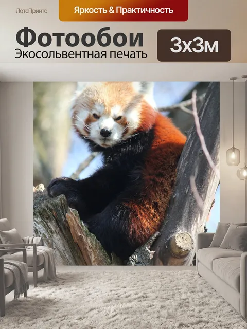Фотообои Панда красный
