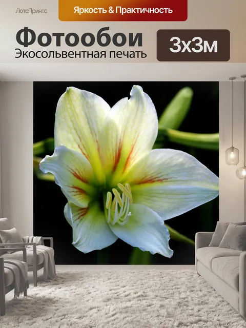 Фотообои белый Калла Лили