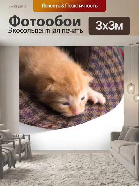 Фотообои Красивая кошка