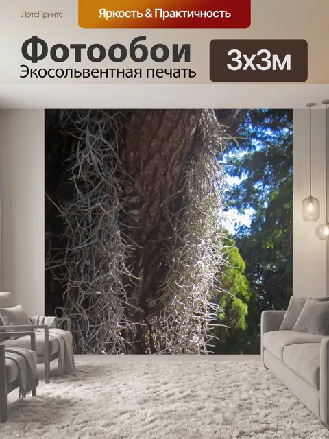 Фотообои Испанский мох в солнечном свете растет
