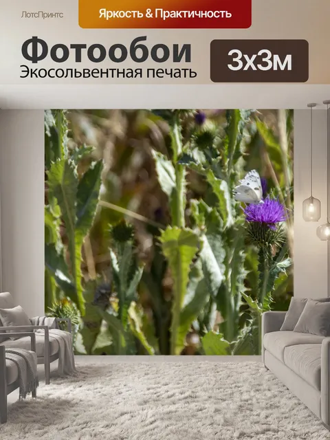 Фотообои Белая бабочка на кардоне