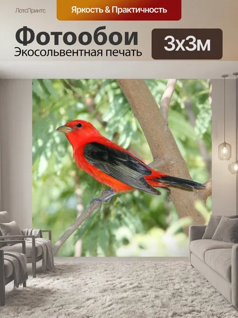 Фотообои Алый Танагер