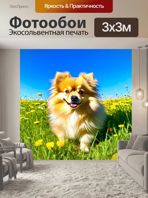 Фотообои на зеленом лугу, под ярким голубым небом, играет померанский шпиц