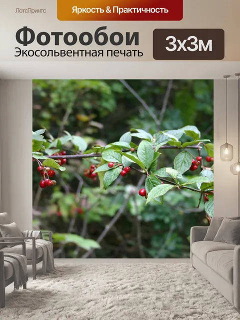 Фотообои Красные ягоды