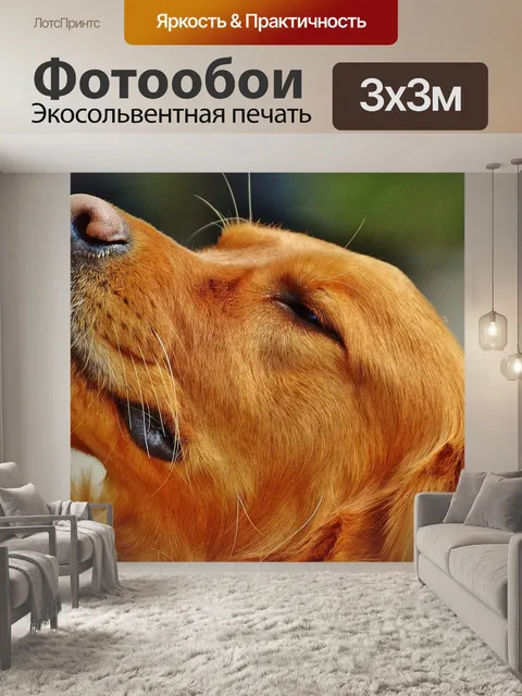 Фотообои Ирландский сеттер