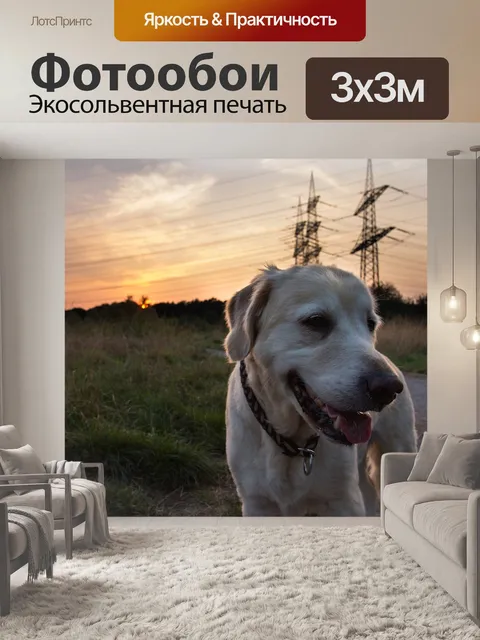 Фотообои Собака