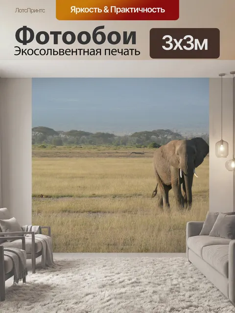 Фотообои Слон