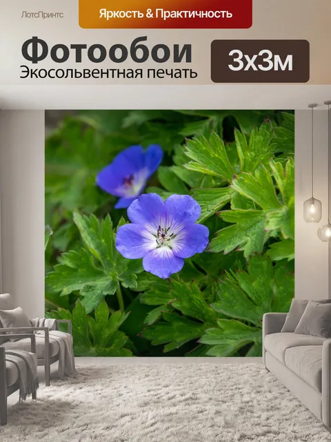 Фотообои Цветок, голубой цветок