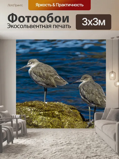 Фотообои Серые кулики