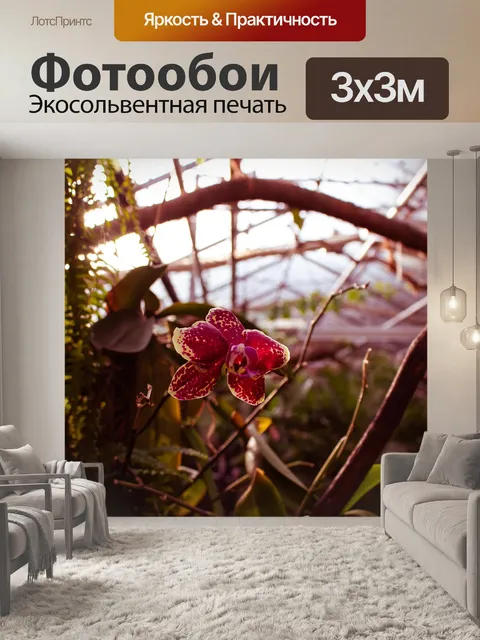 Фотообои Орхидея