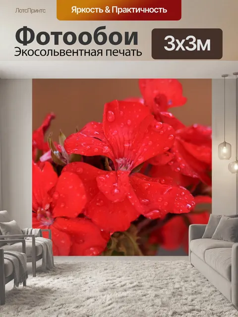Фотообои Красная герань в цвету и капли дождя