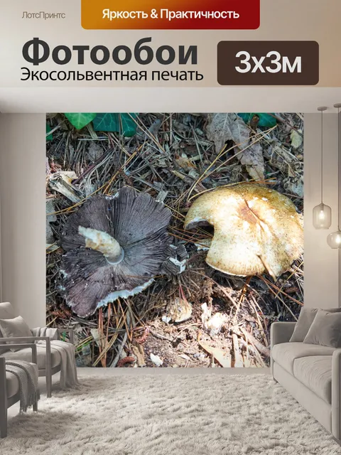 Фотообои Съедобные грибы