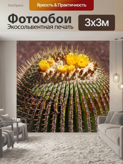 Фотообои цветущие кактусы