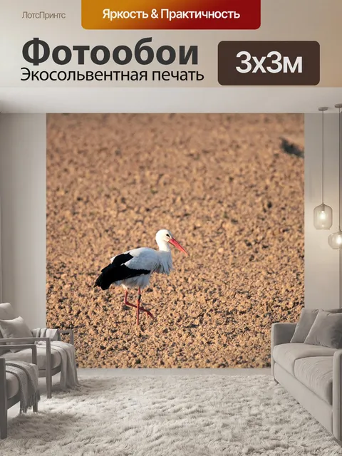 Фотообои Птица