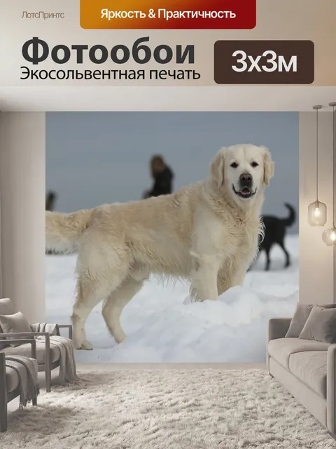 Фотообои Золотистый ретривер