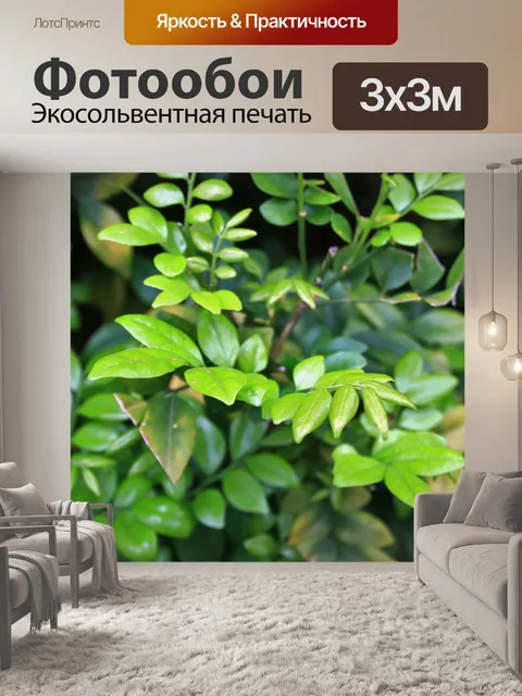 Фотообои зеленые лист веточки
